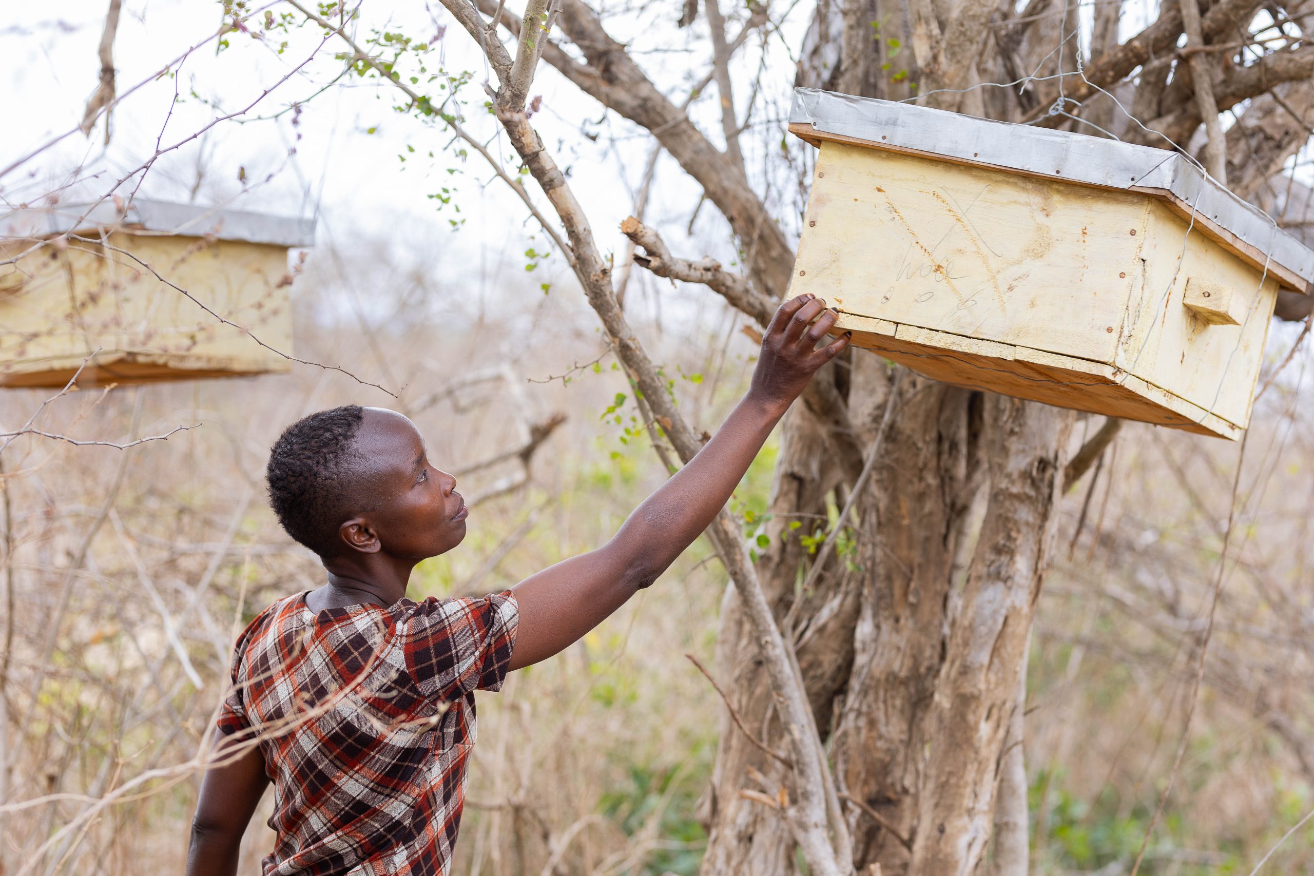 Community Beekeeping Project How community collaboration through beekeeping project is redefining ...
